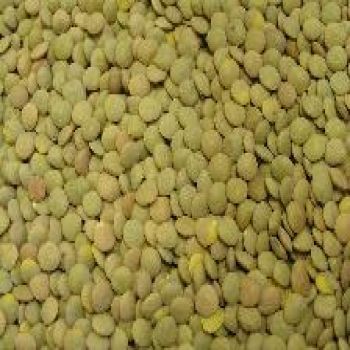 Beans - Green Lentil Beans