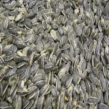 Sunflower Seeds In Shell Unsalted